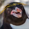 Profilbild von Conservative Penguin
