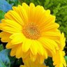 Romiprocarp profil fotoğrafı