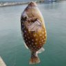 箱ふぐ 的头像