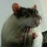 lslsl's profile picture