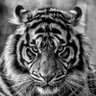 Walid Mardas profil fotoğrafı