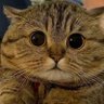 akinawa kenzo's profile picture