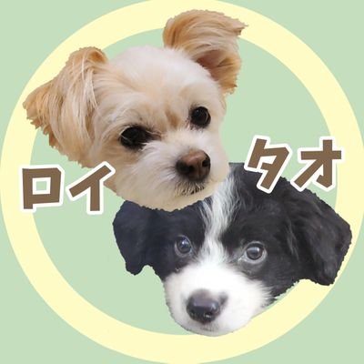 roykun_chiwapu's profile picture