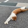 笑猫(茶白)'s profile picture