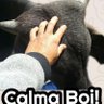 Profilbild von dallalbaestevao@gmail.com