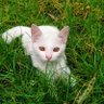 kecubung profil fotoğrafı