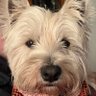 Annabella profil fotoğrafı