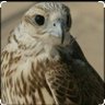 سلطان بن راشد الهاشمي's profile picture