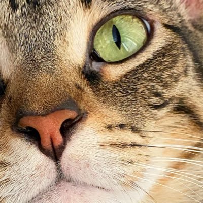 BumbleTus's profile picture