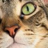 Profilbild von 🌻🐝Kitten Mama🐝🌻