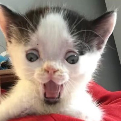 avokad1nx's profile picture
