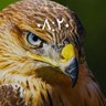 Mohammed Awad profil fotoğrafı