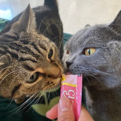 ANItoRAN2222's profile picture