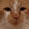 Mr Bo The Cat's profile picture