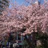 八重桜作治 profil fotoğrafı