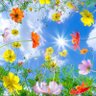 百合花 profil fotoğrafı