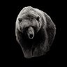 Фото профиля BigLittleBear