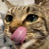 Фото профиля よいねこ
