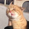 ButteredEggs's profile picture