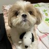 りんたや🐶すーさん 的头像