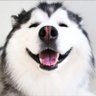 Profilbild von 可愛い