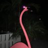 Chief Tomoka's profile picture