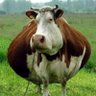 Official jovani's profile picture