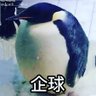 一隻企鵝's profile picture