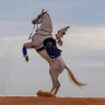 عبدالله العامري's profile picture