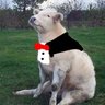 Profilbild von vaca con traje