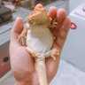 Profilbild von lizardmanridesagain