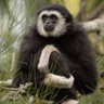 CertifiedGibbon's profile picture