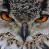 Concerned Bystander's profile picture