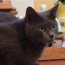 patriote ! profil fotoğrafı