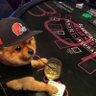 Cleveland Dawgs Picks's profile picture