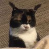 Gatinho de chiquita profil fotoğrafı
