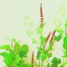 橘's profile picture