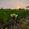 Фото профиля Sulistiyo Wibowo