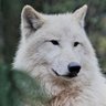Фото профиля Belawulf
