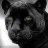 Profilbild von Stalker 02