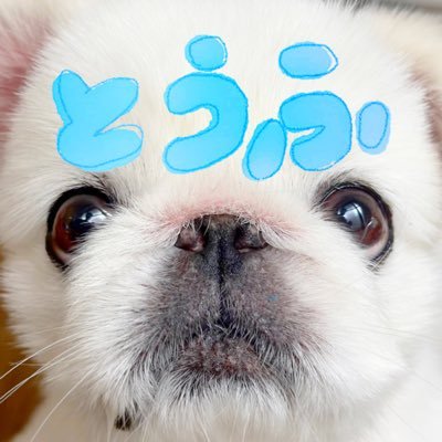 とうふくん's profile picture