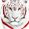 Zamalekaway's profile picture