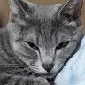 Profilbild von あーとぐー🐈