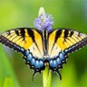 Butterfly profil fotoğrafı
