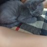 Ari Zo profil fotoğrafı