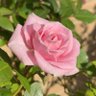 Фото профиля 🌹