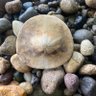 secret sand dollar's profile picture