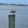 Фото профиля Chris from Florida