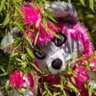 🥝 Púki Beerenhund 🍓(also Cupido Valentine)'s profile picture