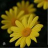 Фото профиля S0S